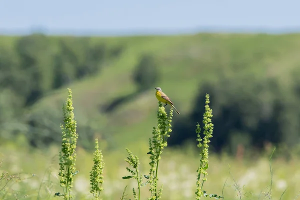 Goldfinch Americano Grama Verde — Fotografia de Stock