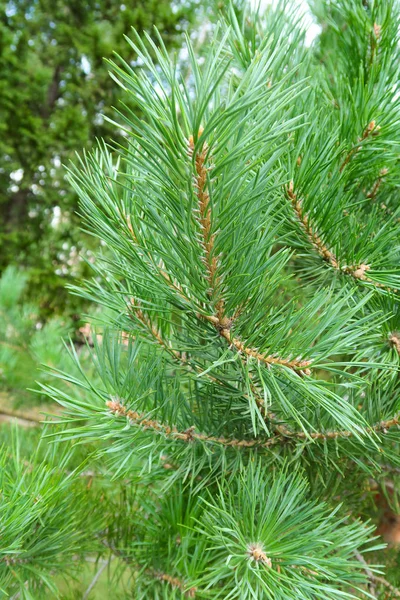 Large Green Needles Tree Spruce — Stock Photo, Image