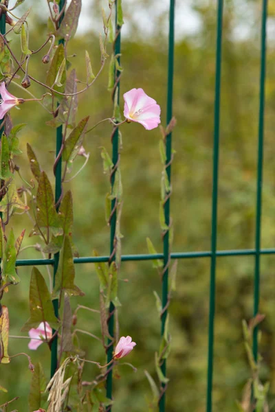 Green Weed Growing Metal Grid Fence Nature — Stock Photo, Image