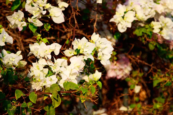Бугенвиллия Яркие Цветы Пейзаж — стоковое фото