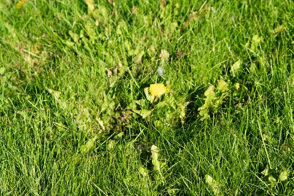 Grama Verde Com Fundo Borrado Bokeh — Fotografia de Stock