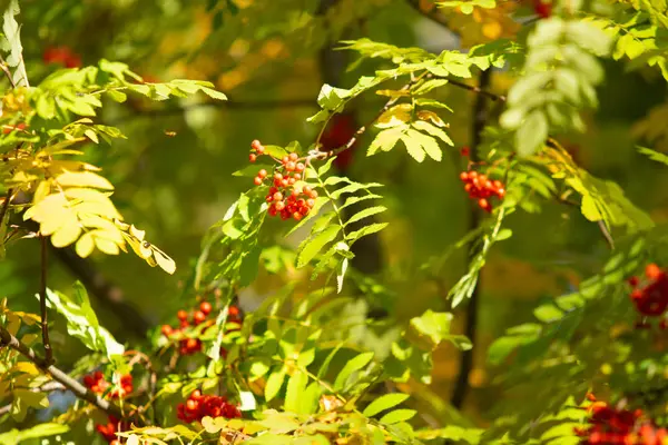 Las Bayas Rojas Sobre Árbol Del Rowanberry Viburnum Otoño — Foto de Stock