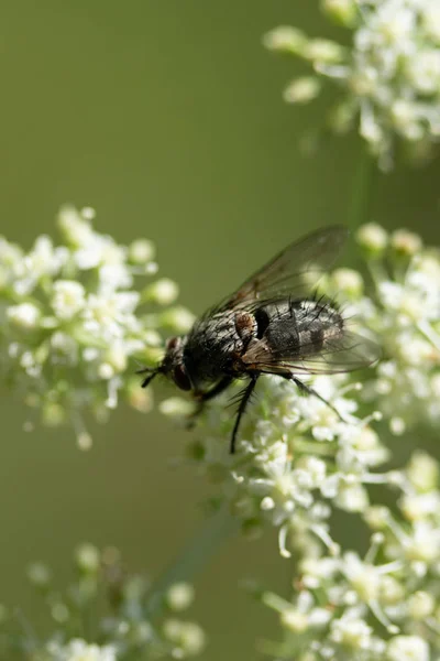 Une Mouche Est Assise Sur Une Plante Gros Plan — Photo