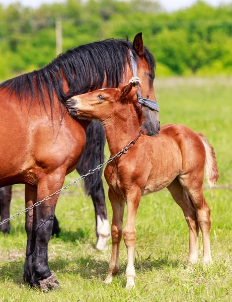 Ett Sto Med Föl Grön Äng Närbild — Stockfoto