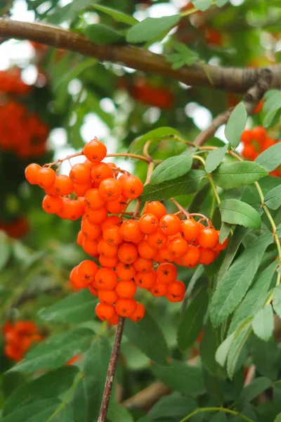 Rijpe Mountain Ash Boom Zomer — Stockfoto