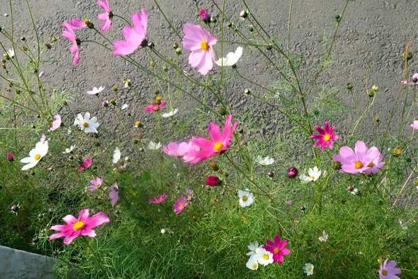 Parlak Çiçekler Doğaya Yakın Çekim — Stok fotoğraf