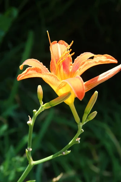 Квіткова Помаранчева Лілія Природа — стокове фото