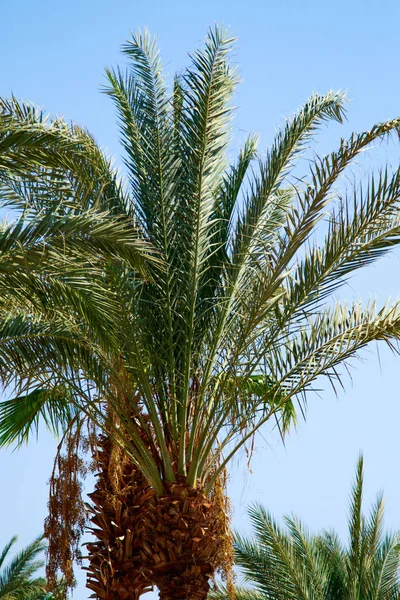 Palm Tree Lämnar Sky Bakgrunden — Stockfoto