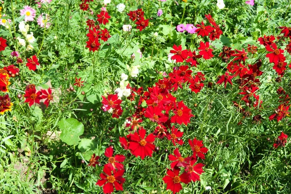 Coreopsis Kleurstof Bloemen Natuur — Stockfoto