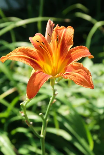 Bloem Oranje Lelie Natuur — Stockfoto