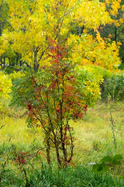 Floresta Outono Árvores Caducas Paisagem — Fotografia de Stock