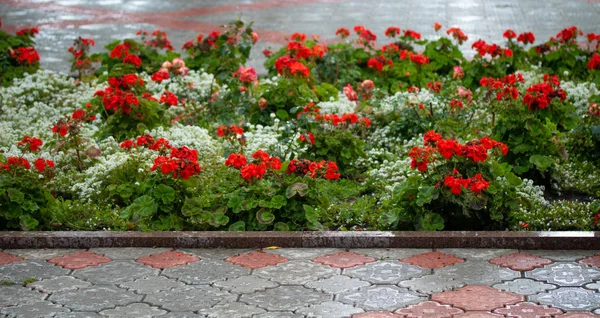 Fleurs Rouges Sur Parterre — Photo