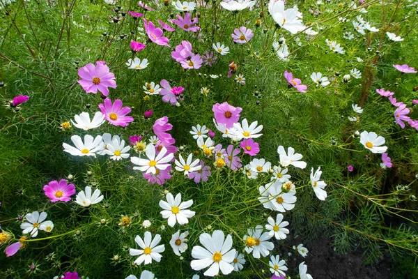 Cosmos Fleurs Nature Gros Plan Paysage — Photo