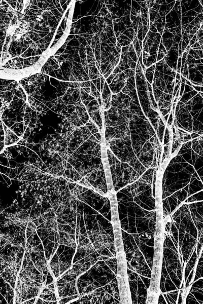 나뭇가지에 검은색 실루엣 화이트 — 스톡 사진