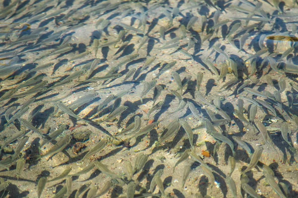 Kleine Vis Drijft Water Zee Sprot — Stockfoto