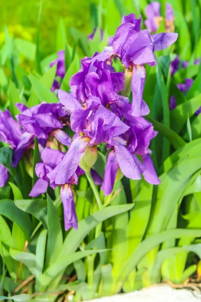 太陽の下で紫色のアイリスの花クローズ アップ — ストック写真