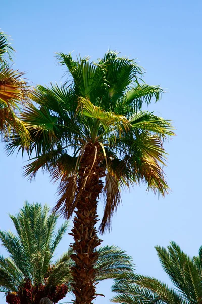 Palmeira Verde Folhas Contra Fundo Céu Azul — Fotografia de Stock