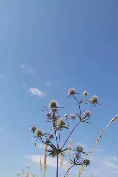 Serratula Coronata Blue Sky Background Selective Focus Social Network Concept — Stock Photo, Image