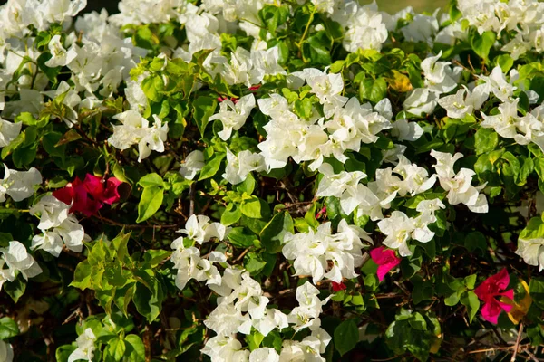 Bougainvillea Bloemen Levende Hek — Stockfoto