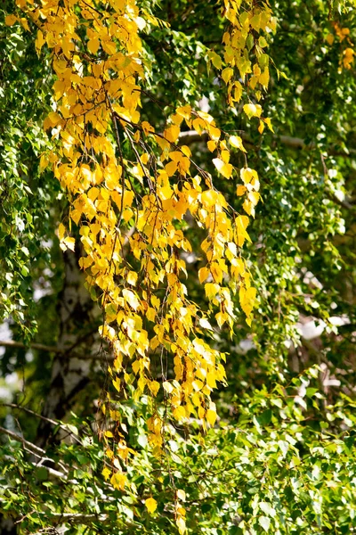 Bosque Abedul Verano Naturaleza Paisaje — Foto de Stock