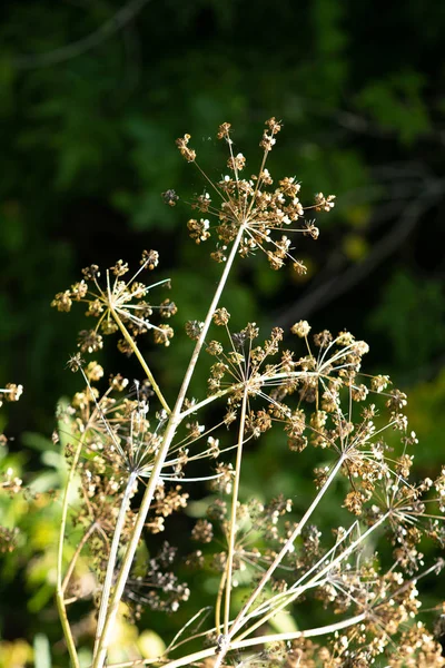 Fleur Sèche Aneth Nature — Photo