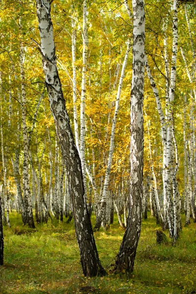 Gelber Birkenwald Spätherbstliche Naturlandschaft — Stockfoto