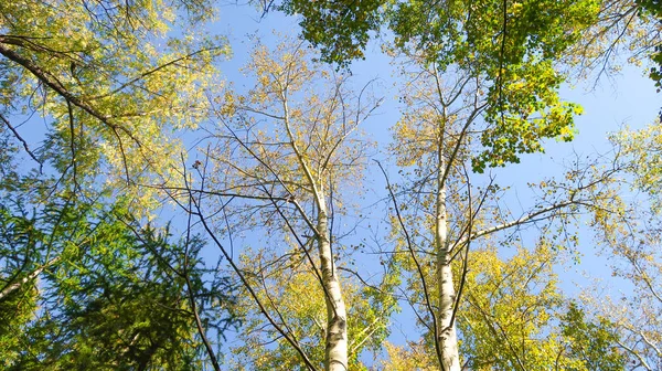 Feuilles Arbres Vue Bas Dans Ciel Paysage Automne — Photo