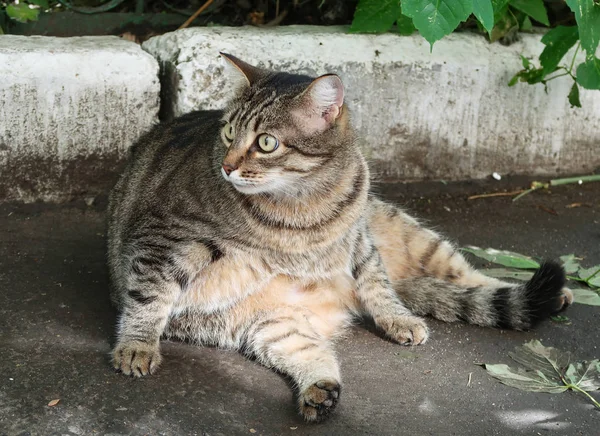 Γκρίζα Γάτα Κάθεται Στο Έδαφος — Φωτογραφία Αρχείου