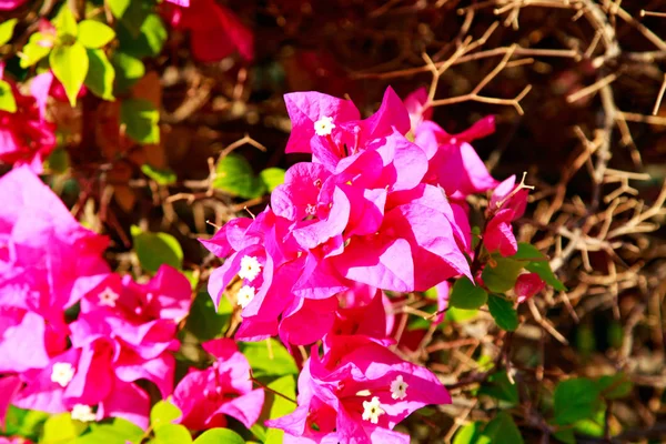 Bougainvillea Flores Brillantes Paisaje — Foto de Stock