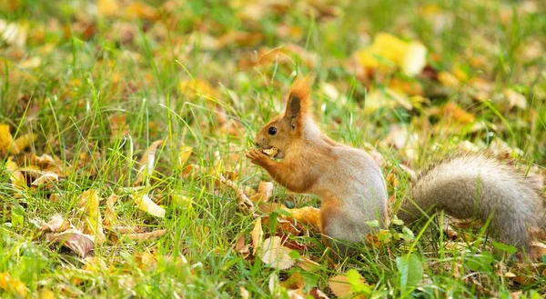 Rødt Ekorn Skogens Natur – stockfoto