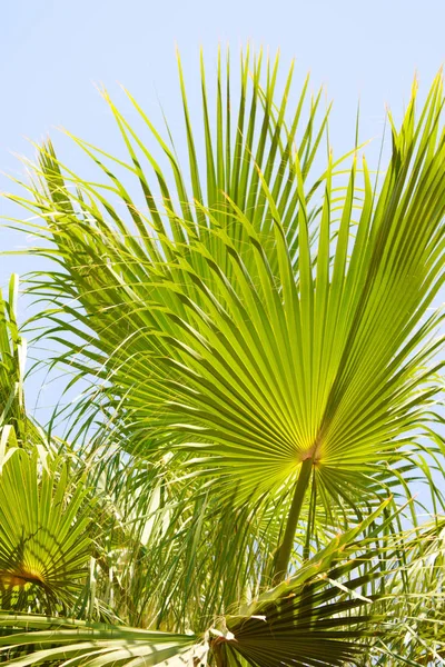 Palm Tree Lämnar Sky Bakgrunden — Stockfoto