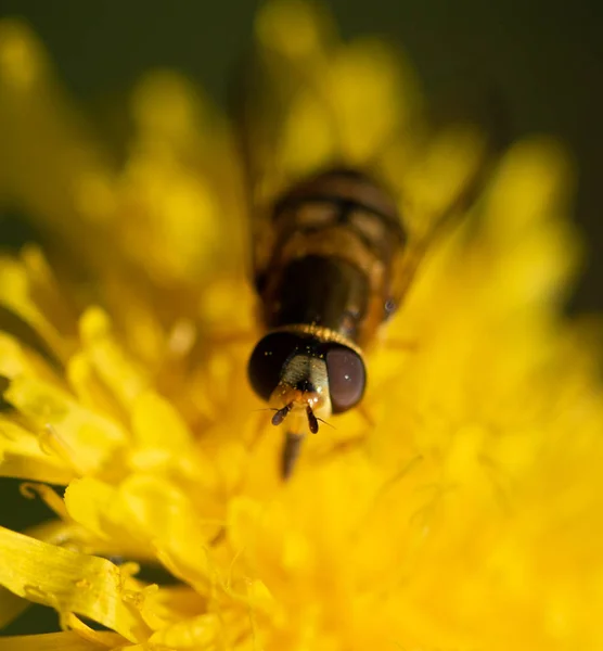 Abeja Sienta Primer Plano Planta — Foto de Stock