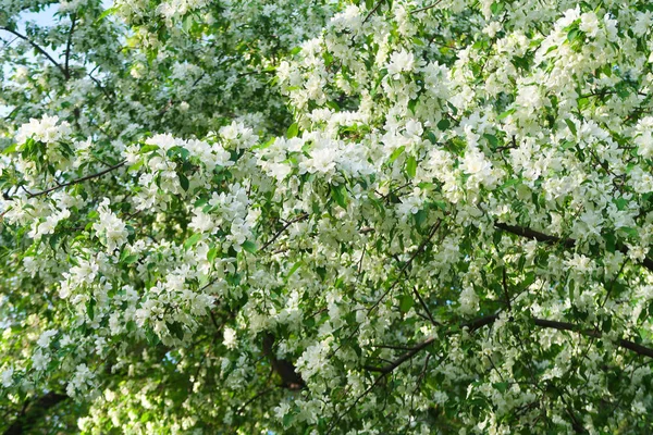 Apfelbaum Blühender Landschaft Der Natur — Stockfoto