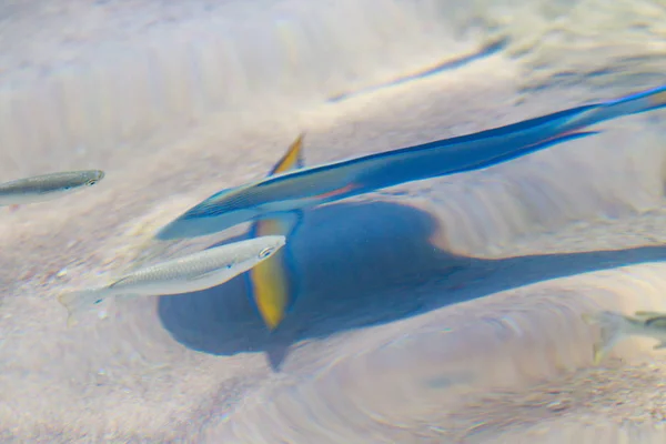 Reef Fish Top View Defocused Water — Stock Photo, Image