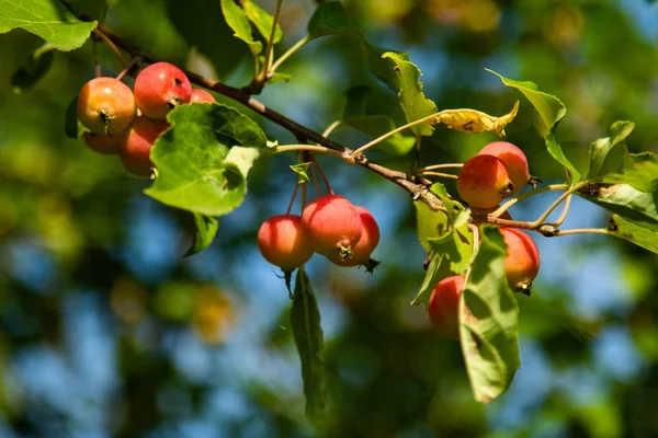 Piccole Mele Mature Sull Albero — Foto Stock