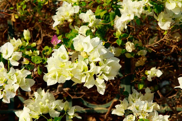 Heldere Bloemen Van Bougainvillea Landschap — Stockfoto