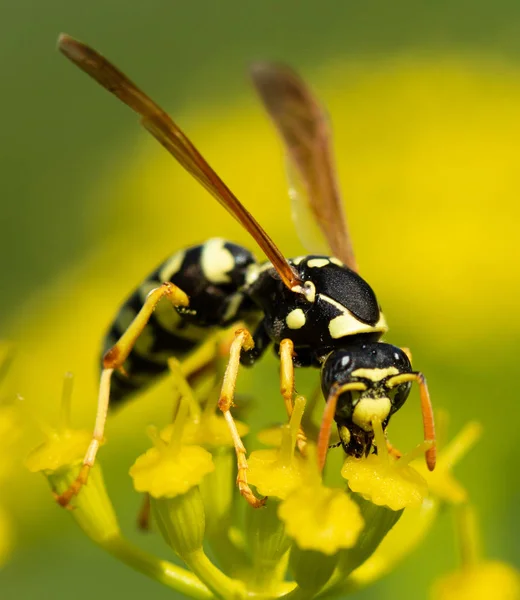 a wasp sits on a yellow flower, macro photography