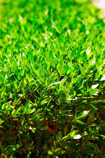 Green Leaves Fence Nature Background — Stock Photo, Image