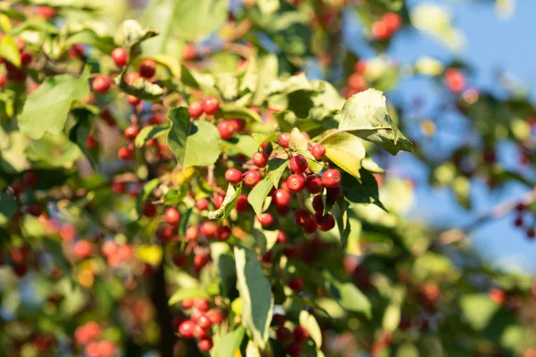 Dzika Jabłoń Owoce Czerwone Drzewo Natura — Zdjęcie stockowe