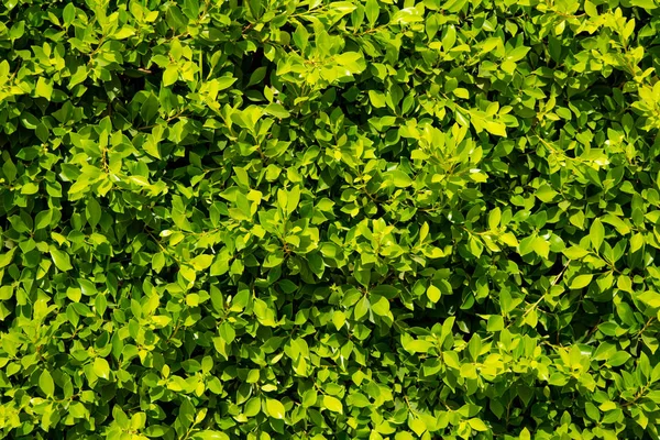 Hintergrund Der Grünen Blätter Des Ficus — Stockfoto