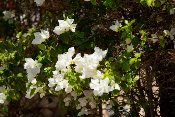 Bougainvillea Bloemen Blauwe Hemelachtergrond — Stockfoto