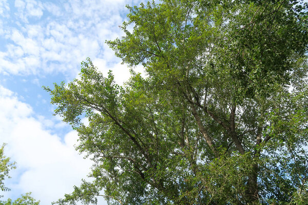 Green leaves of a tree from below to the sky