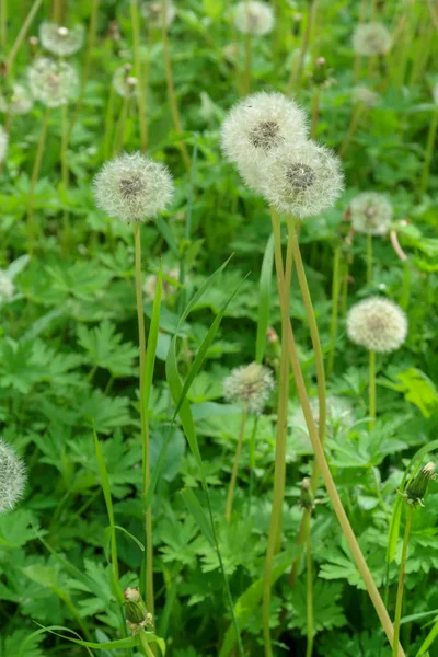 Denti Leone Bianchi Erba Verde Natura — Foto Stock