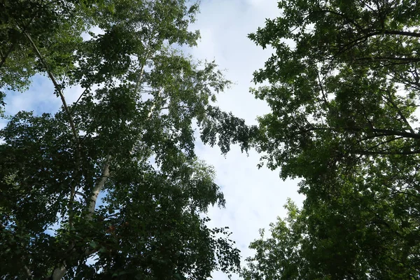 緑の空に下からツリーの葉します — ストック写真