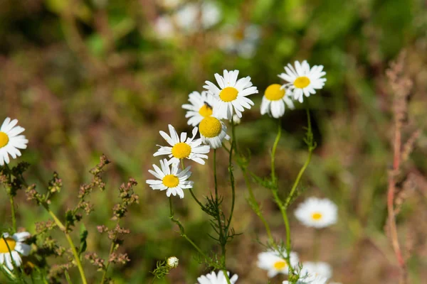 Kamille Bloemen Veld Landschap — Stockfoto