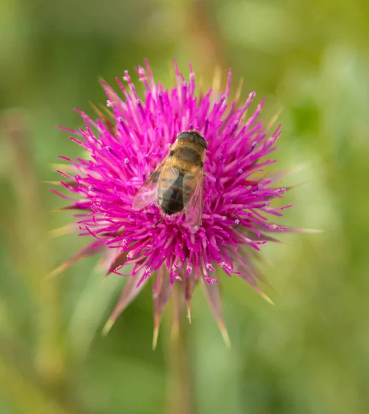 Flor Cardo Primer Plano Naturaleza — Foto de Stock