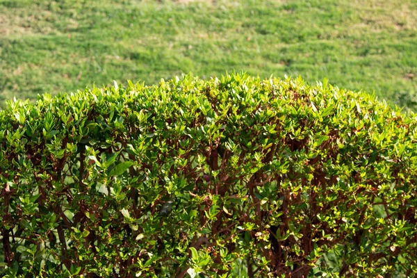 Verde Siepe Foglie Sfondo — Foto Stock