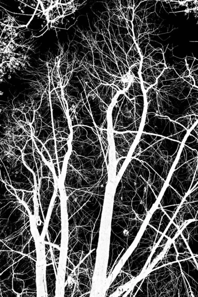 Белый Силуэт Деревьев Черном Фоне — стоковое фото