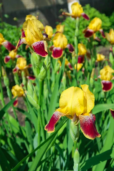 Heldere Gele Iris Bloemen Het Landschap Van Zon — Stockfoto