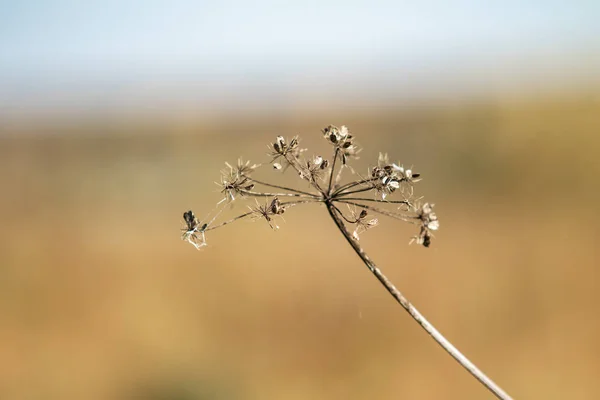 自然に乾燥パセリの花 — ストック写真